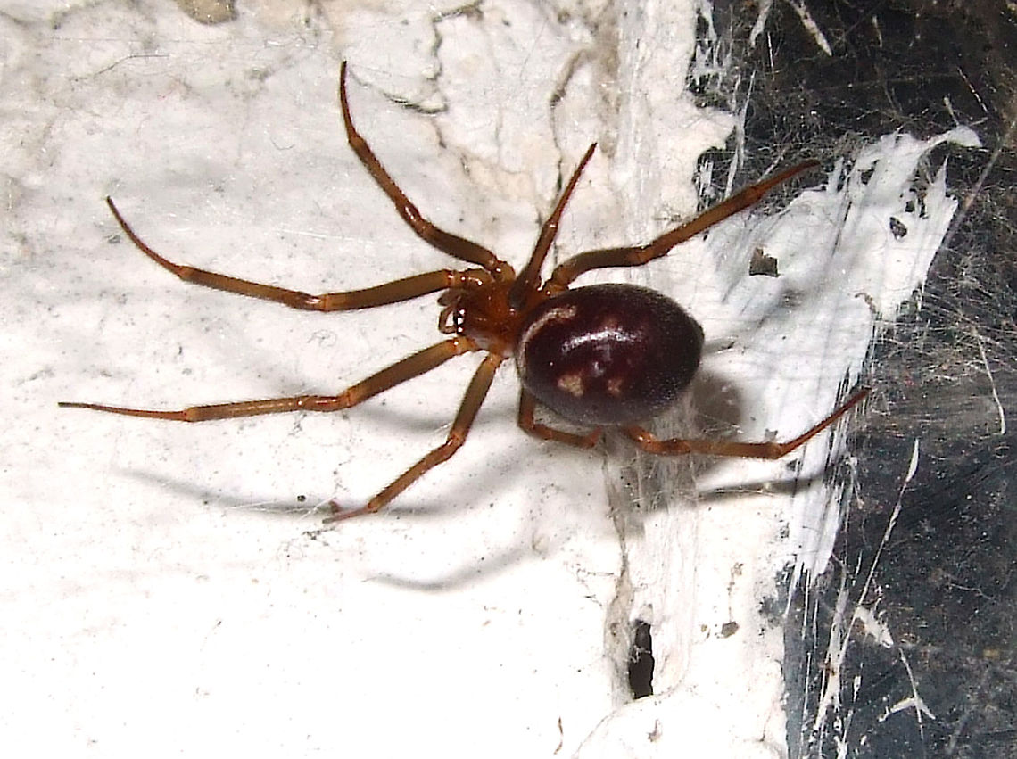 False Widow/Cupboard Spider (Steatoda Grossa) False Widow or Cupboard Spider (Steatoda Grossa) in home in June (female). She is a Cobweb spider of Theridiidae. Cobweb Spider,Comb Footed Spider,Cupboard Spider,Dark Comb Footed Spider,False Black Widow,False Widow,Female,House Spider,June,Portugal,Steatoda,Steatoda Grossa,Steatoda grossa,Theridiidae