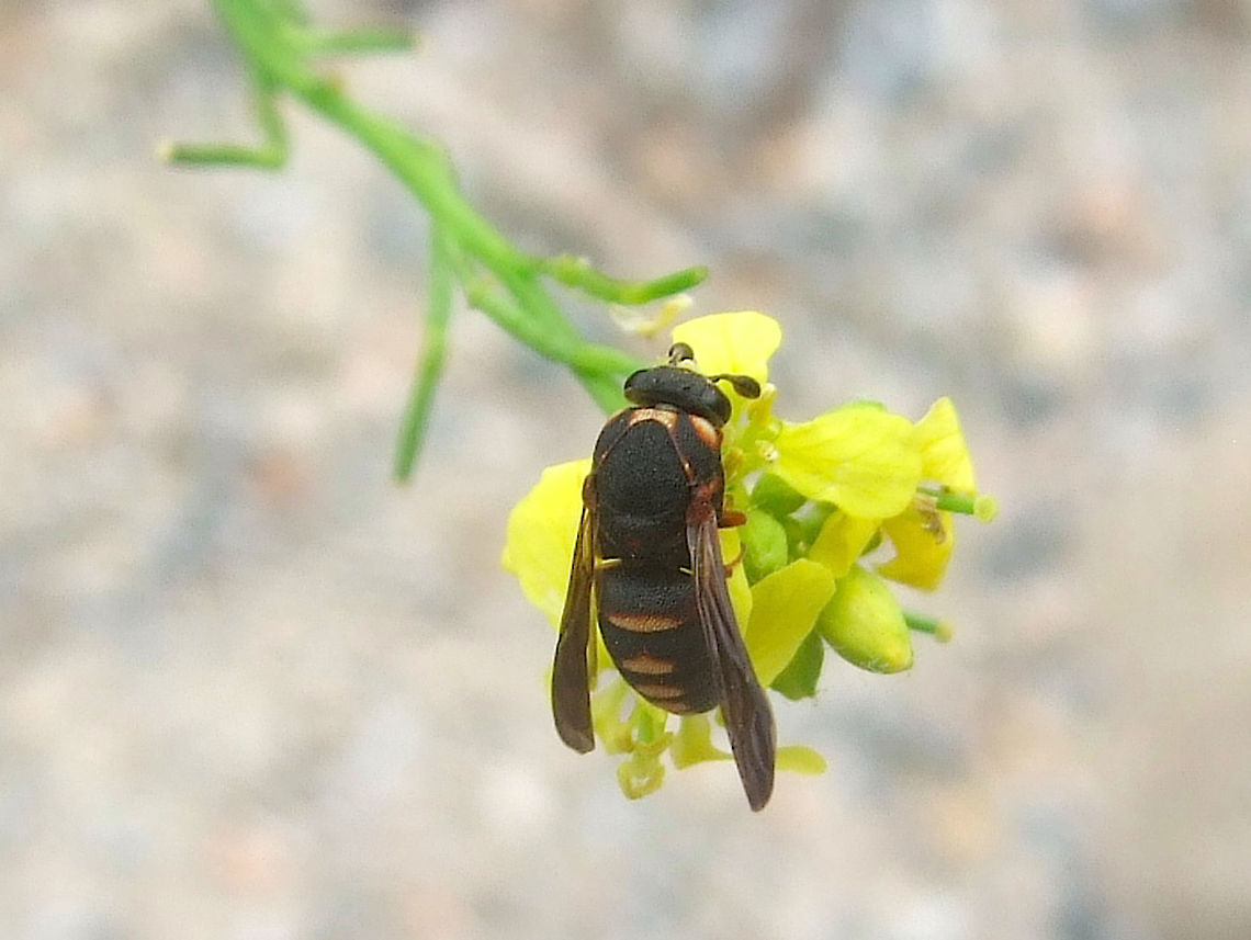 Pollen Wasp (Celonites tauricus) female This might be one of my most exclusive finds ever and certainly one of my faves. These wasps are really poised. This one is a female. I was fortunate enough to also see the male which I will upload sometime later. Celonites tauricus,Cyprus,Famagusta,Hymenoptera,Masarinae,May,Pollen Wasp,Vespidae,Wasp