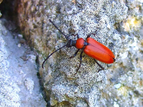 Stictoleptura fontenayi (female) This is a female longhorn beetle. The males have a black pronotum and are generally slimmer and shorter in comparison. Found in a backyard organic garden in June Beetle,Cerambycidae,Coleoptera,Female,June,Longhorn Beetle,Portugal,Stictoleptura fontenayi