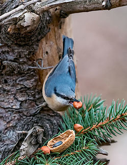 European nuthatch (Sitta europaea) on a tree bark Eurasian nuthatch (Sitta europaea) sitting on a tree trunk with a nut in its beak Eurasian Nuthatch,Sitta europaea,animal,autumn,background,beak,bird,birdwatching,blue,branch,brown,closeup,copy,diagonal,environment,eurasian,europe,fauna,feather,forest