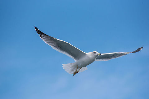 Armenian gull flying in sky over the sea Armenian gull on a background of blue sky Armenian gull,Chroicocephalus,Geotagged,Larus armenicus,armenian,background,bird,birdlife,black,blue,burred,camera,close,copy,fanned,feathers,flight,flying,gull,head