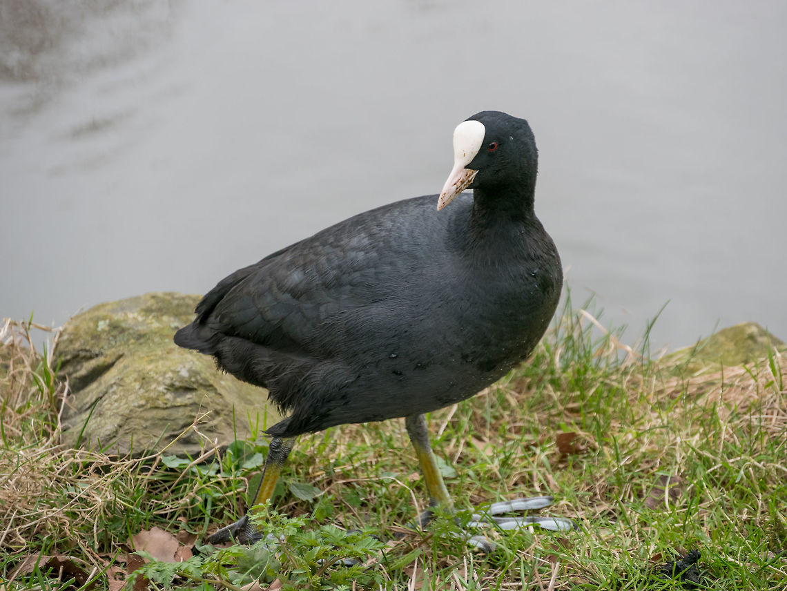 Eurasian coot (Fulica atra) walking across a lake. Eurasian Coot Coot Fulica atra searching for food in grass Eurasian Coot,Fulica atra,aggresive,atra,bolshy,cold,common,coot,frozen,fulica,ice,icey,lake,moving,profile,protective,rail,side,side-on,strolling