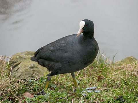 Eurasian coot (Fulica atra) walking across a lake. Eurasian Coot Coot Fulica atra searching for food in grass Eurasian Coot,Fulica atra,aggresive,atra,bolshy,cold,common,coot,frozen,fulica,ice,icey,lake,moving,profile,protective,rail,side,side-on,strolling