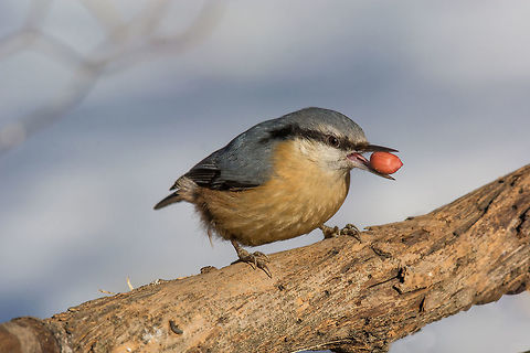 European nuthatch (Sitta europaea) on a tree bark Eurasian nuthatch (Sitta europaea) sitting on a tree trunk with a nut in its beak Bulgaria,Eurasian Nuthatch,Sitta europaea,animal,autumn,background,beak,bird,birdwatching,blue,branch,brown,closeup,copy,diagonal,environment,eurasian,europe,fauna,feather