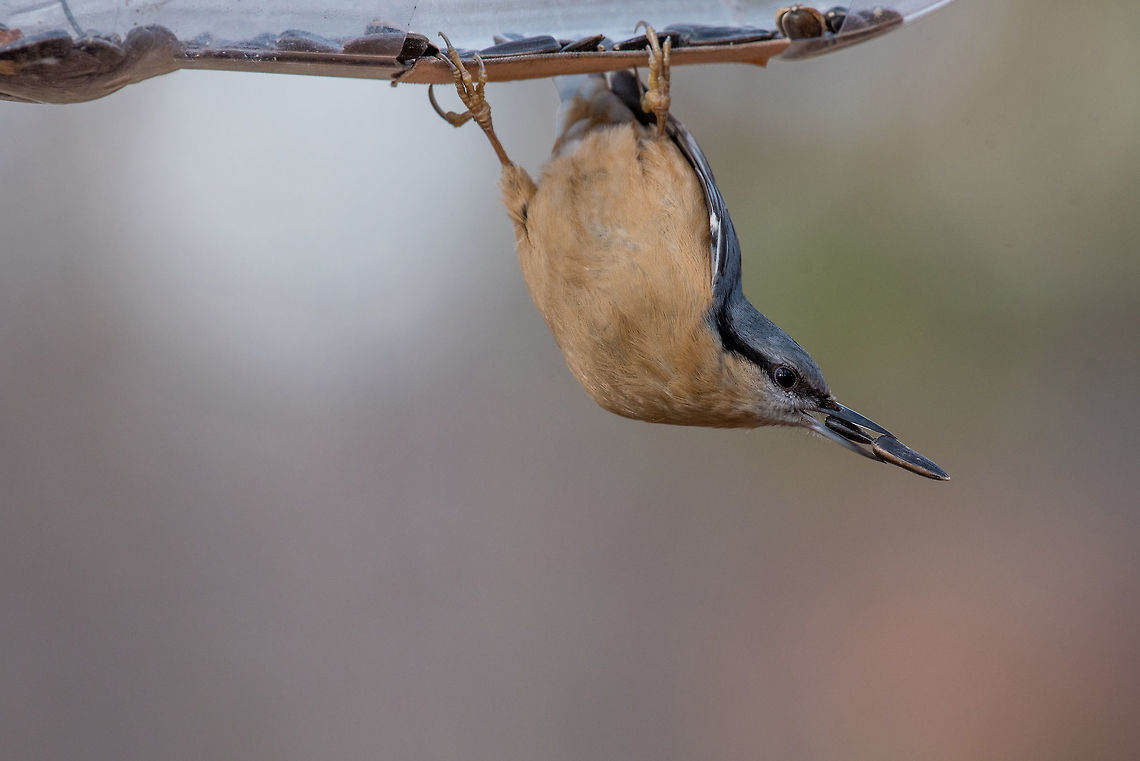 Eurasian Nuthatch Sitta europaea in the autumn Eurasian nuthatch (Sitta europaea) sitting on a tree trunk with a nut in its beak Eurasian Nuthatch,Sitta europaea,animal,autumn,background,beak,bird,birdwatching,blue,branch,brown,closeup,copy,diagonal,environment,eurasian,europe,fauna,feather,forest