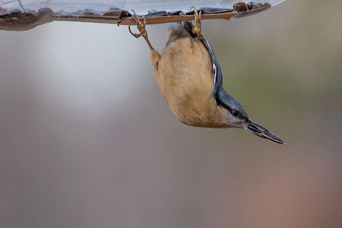 Eurasian Nuthatch Sitta europaea in the autumn Eurasian nuthatch (Sitta europaea) sitting on a tree trunk with a nut in its beak Eurasian Nuthatch,Sitta europaea,animal,autumn,background,beak,bird,birdwatching,blue,branch,brown,closeup,copy,diagonal,environment,eurasian,europe,fauna,feather,forest