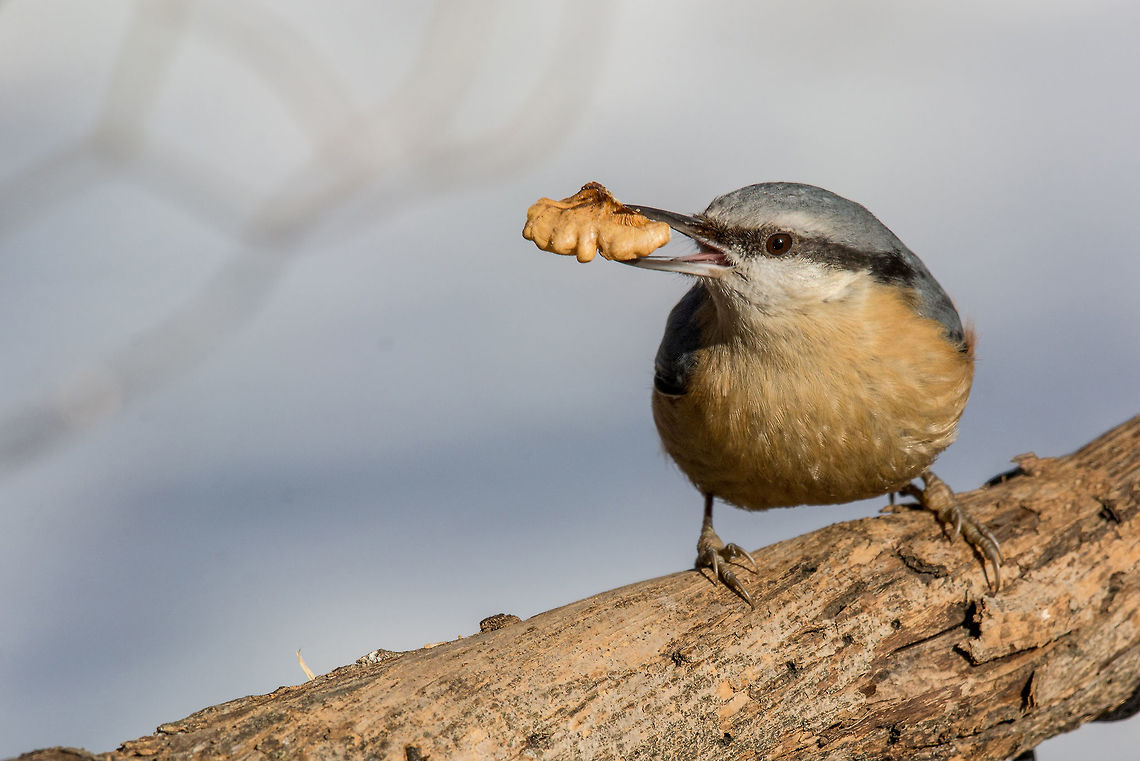 Eurasian Nuthatch (Sitta europaea) on a tree bark Eurasian Nuthatch(Sitta europaea) sitting on a tree trunk with a nut in its beak Eurasian Nuthatch,Sitta europaea,animal,autumn,background,beak,bird,birdwatching,blue,branch,brown,closeup,copy,diagonal,environment,eurasian,europe,fauna,feather,forest