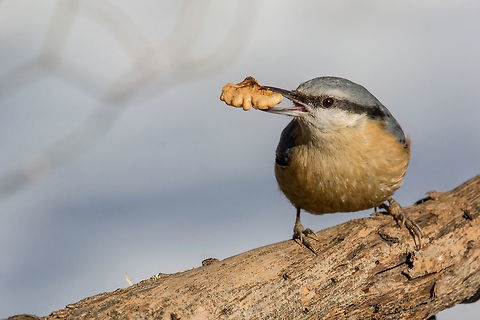 Eurasian Nuthatch (Sitta europaea) on a tree bark Eurasian Nuthatch(Sitta europaea) sitting on a tree trunk with a nut in its beak Eurasian Nuthatch,Sitta europaea,animal,autumn,background,beak,bird,birdwatching,blue,branch,brown,closeup,copy,diagonal,environment,eurasian,europe,fauna,feather,forest