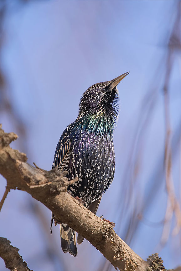 Starling on the tree. European Starling (Sturnus vulgaris) Common Starling (Sturnus Vulgaris) Perching on the Branch Bulgaria,Common Starling,Geotagged,Sturnus vulgaris,animal,beak,biology,bird,black,color,common,european,feathers,forest,grass,ground,nature,ornithology,park,spring