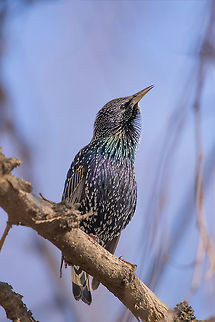 Starling on the tree. European Starling (Sturnus vulgaris) Common Starling (Sturnus Vulgaris) Perching on the Branch Bulgaria,Common Starling,Geotagged,Sturnus vulgaris,animal,beak,biology,bird,black,color,common,european,feathers,forest,grass,ground,nature,ornithology,park,spring