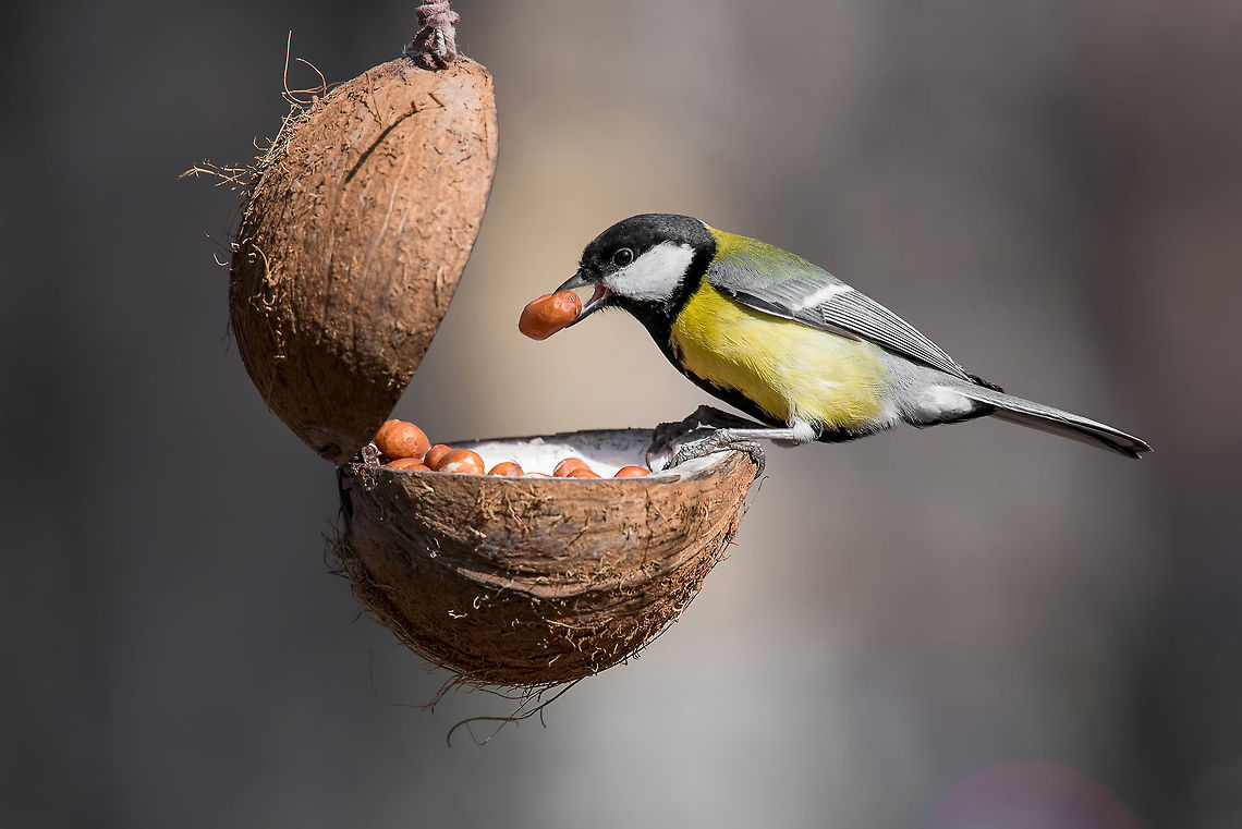 Parus major, (Great tit), taking nuts from bird feeder with copy Cute  Great tit (Parus major) bird in yellow black color sitting on bird feeder Great Tit,Parus major,adorable,alone,animal,beak,beautiful,bird,branch,closeup,cold,colorful,cute,environment,european,fauna,feather,feeder,food,great tit