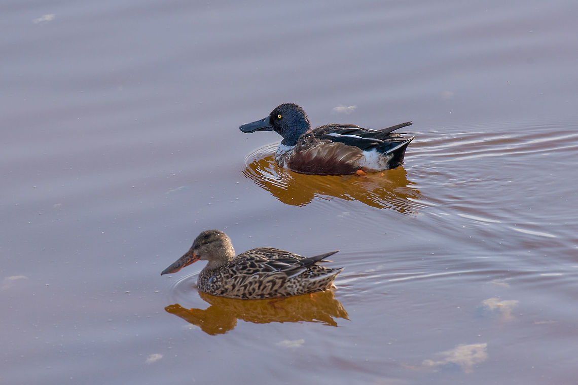Northern shoveler (Anas clypeata) swimming in natural water Northern shoveler (Anas clypeata) or shoveller can be recognised on its spatulate bill. It is a common and widespread duck. It breeds in northern areas of Europe and Asia and across most of North America Anas clypeata,Northern Shoveler,adorable,anas,anatidae,animal,anseriformes,beak,bill,bird,birdwatching,clypeata,colorful,cute,dabbler,dabbling,duck,europe,european,fauna