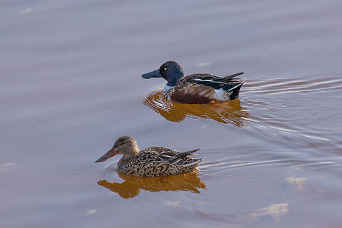 Northern shoveler (Anas clypeata) swimming in natural water Northern shoveler (Anas clypeata) or shoveller can be recognised on its spatulate bill. It is a common and widespread duck. It breeds in northern areas of Europe and Asia and across most of North America Anas clypeata,Northern Shoveler,adorable,anas,anatidae,animal,anseriformes,beak,bill,bird,birdwatching,clypeata,colorful,cute,dabbler,dabbling,duck,europe,european,fauna