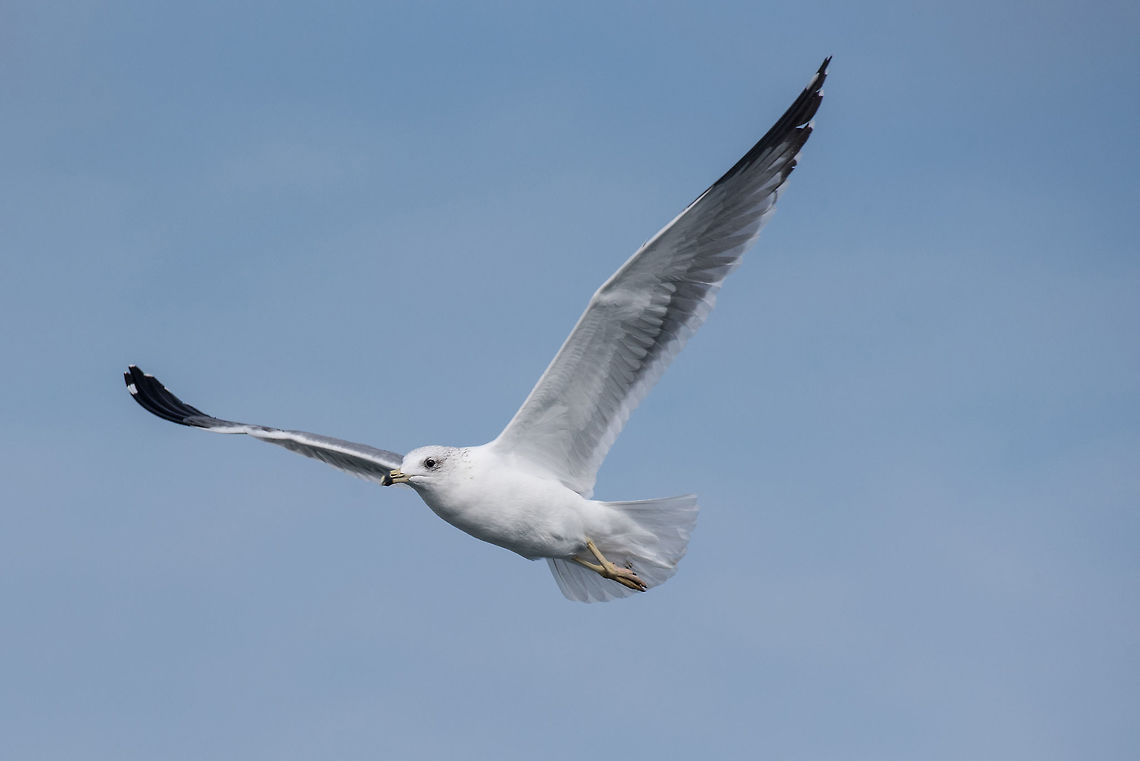 Armenian gull (Larus armenicus) in flight on blue sky Detailed portrait of natural flying Armenian gull (Larus armenicus).The Armenian gull (Larus armenicus) is a large gull found in the Caucasus and Middle East Armenian,Armenian gull,Cyprus,Geotagged,Larus armenicus,action,animal,armenicus,background,beach,beak,beautiful,beauty,bird,birdwatching,blue,closeup,coast,cute,dive