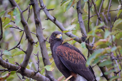 A Harris's Hawk which is a bird of prey and used in falconry  The Harris's hawk , Parabuteo unicinctus, formerly known as the bay-winged hawk or dusky hawk, is a medium-large bird of prey Bulgaria,Geotagged,Harriss hawk,Hunting,Parabuteo unicinctus,animal,avian,beak,beautiful,bird,brown,catch,close,eagle,europe,eye,feather,feathered,grass,green