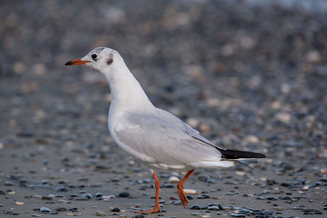 Portrait of natural common black-headed gull (Larus ridibundus)  Detailed portrait of natural black-headed gull ( Larus ridibundus) Black-headed gull,Chroicocephalus ridibundus,Greece,action,animal,background,beach,beak,beautiful,beauty,bird,birdwatching,black-headed,blue,chroicocephalus,closeup,coast,cute,dive,feather