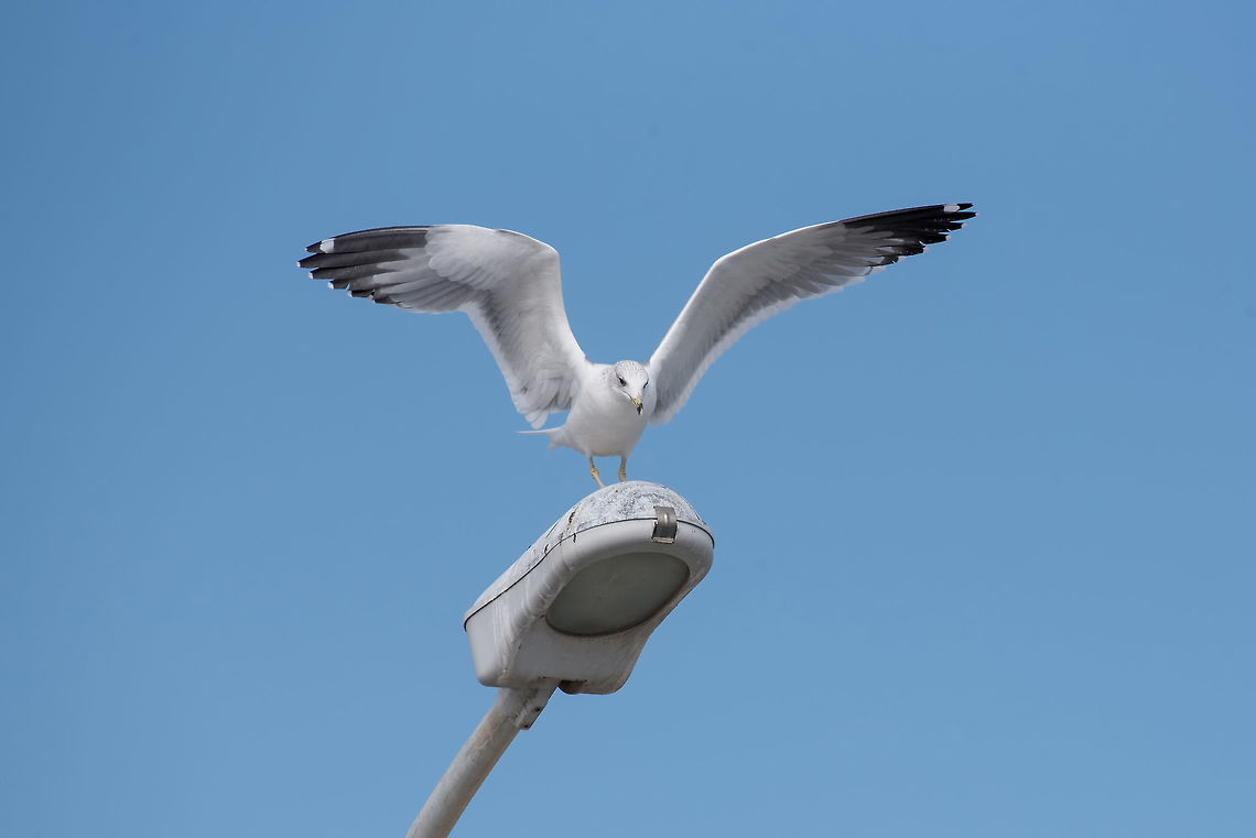Armenian gull (Larus armenicus) landing on electric pull The Armenian gull (Larus armenicus) is a large gull found in the Caucasus and Middle East Armenian gull,Cyprus,Larus armenicus,action,animal,armenian,armenicus,background,beach,beak,beautiful,beauty,bird,birdwatching,blue,closeup,coast,cute,dive,feather
