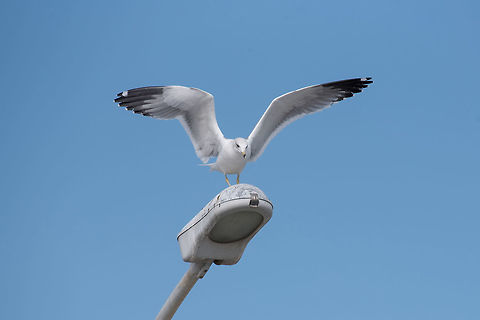 Armenian gull (Larus armenicus) landing on electric pull The Armenian gull (Larus armenicus) is a large gull found in the Caucasus and Middle East Armenian gull,Cyprus,Larus armenicus,action,animal,armenian,armenicus,background,beach,beak,beautiful,beauty,bird,birdwatching,blue,closeup,coast,cute,dive,feather