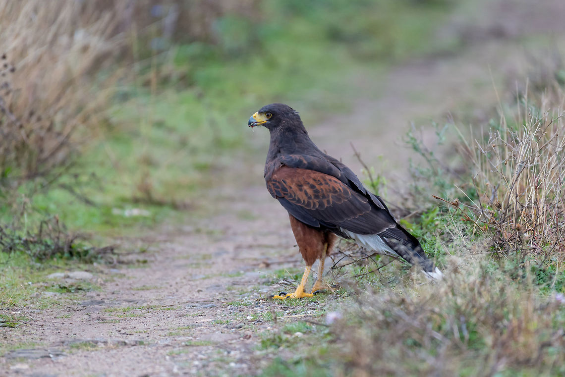 The Harris's hawk , Parabuteo unicinctus, formerly known as the  The Harris&#039;s hawk , Parabuteo unicinctus, formerly known as the bay-winged hawk or dusky hawk, is a medium-large bird of prey Bulgaria,Harriss hawk,Hunting,Parabuteo unicinctus,animal,avian,beak,beautiful,bird,brown,catch,close,eagle,europe,eye,feather,feathered,grass,green,harris