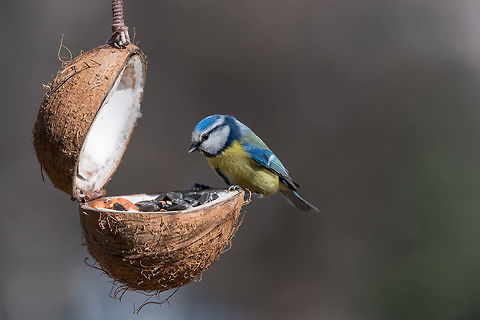 Eurasian blue tit (Cyanistes caeruleus or Parus caeruleus) takin Eurasian blue tit (Cyanistes caeruleus or Parus caeruleus) taking nuts from bird feeder with copy space Cyanistes caeruleus,Eurasian blue tit,adorable,alone,animal,beak,beautiful,bird,blue,branch,closeup,cold,colorful,cute,environment,european,fauna,feather,feeder,food
