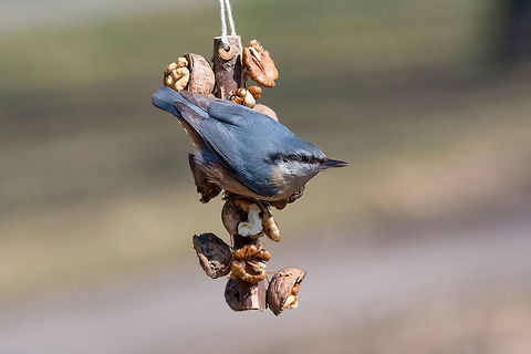 Eurasian nuthatch (Sitta europaea) taking nuts from bird feeder Wood nuthatch (Eurasian nuthatch) taking nuts from bird feeder with copy space Bulgaria,Eurasian Nuthatch,Geotagged,Sitta europaea,animal,autumn,background,beak,bird,birdwatching,blue,branch,brown,closeup,copy,diagonal,environment,eurasian,europe,fauna