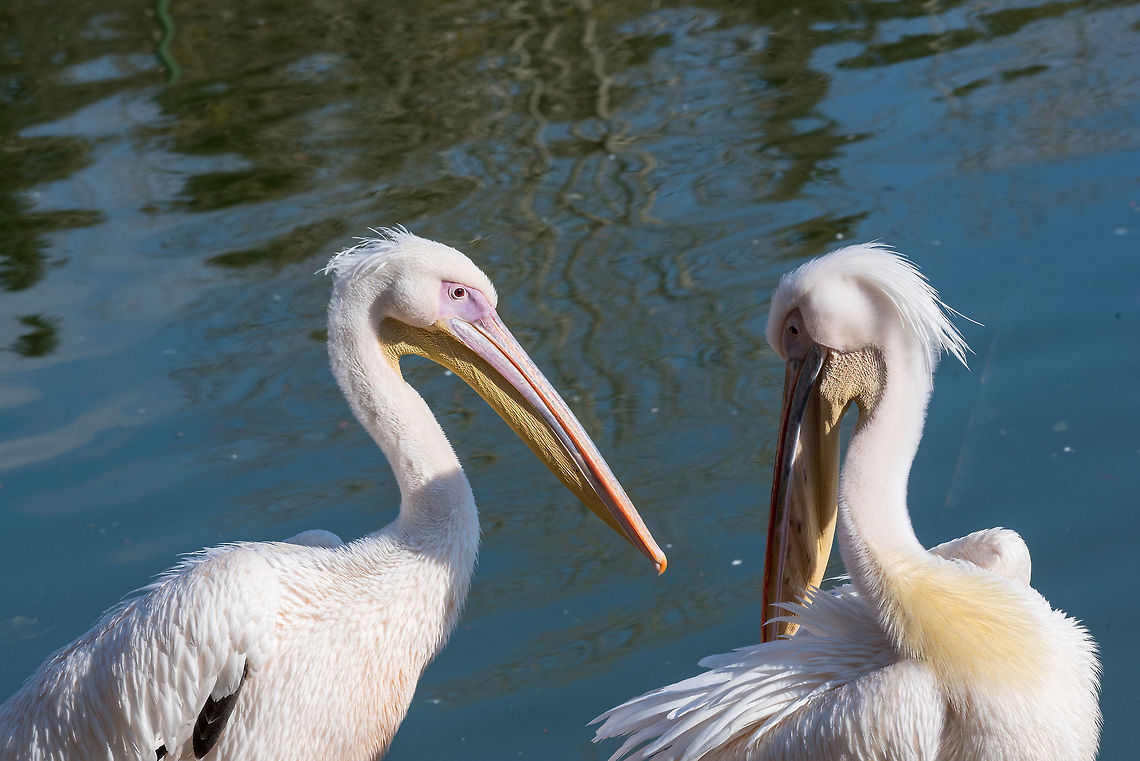 Great white Pelican in the wild. Beautiful pelican portrait. The Pink Pelican. Rare bird species Great white pelican,Pelecanus onocrotalus,animal,background,beach,beak,beautiful,beauty,big,bird,black,blue,brown,close up,detail,everglades,eye,fauna,feather,head
