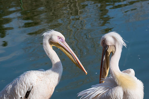 Great white Pelican in the wild. Beautiful pelican portrait. The Pink Pelican. Rare bird species Great white pelican,Pelecanus onocrotalus,animal,background,beach,beak,beautiful,beauty,big,bird,black,blue,brown,close up,detail,everglades,eye,fauna,feather,head