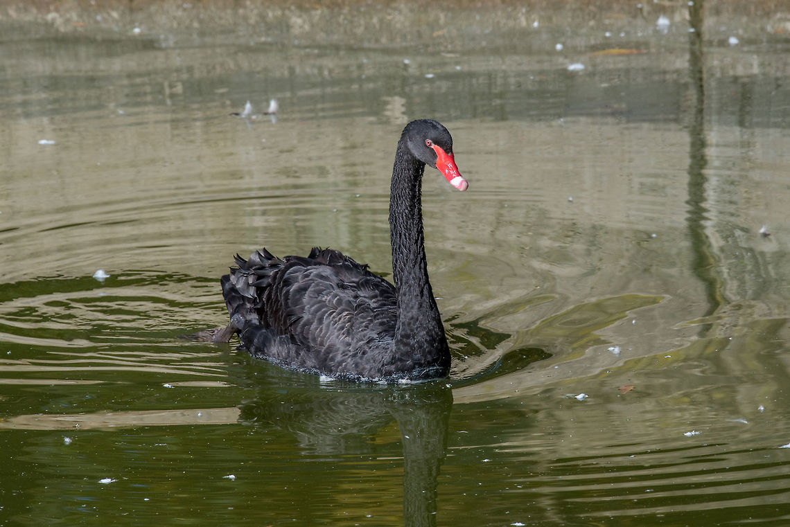 Black swan (Cygnus atratus). Wild life animal. Gorgeous black swan with a red beak swimming in a pond. Black Swan,Cygnus atratus,anas atrata,anatidae,animal,anseriformes,anserinae,australia,australian,aves,bird,black,black swan,chenopis atratus,cygnini,cygnus,cygnus atratus,endemic,fauna,lake