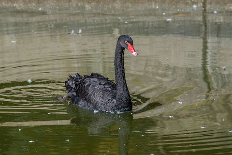 Black swan (Cygnus atratus). Wild life animal. Gorgeous black swan with a red beak swimming in a pond. Black Swan,Cygnus atratus,anas atrata,anatidae,animal,anseriformes,anserinae,australia,australian,aves,bird,black,black swan,chenopis atratus,cygnini,cygnus,cygnus atratus,endemic,fauna,lake