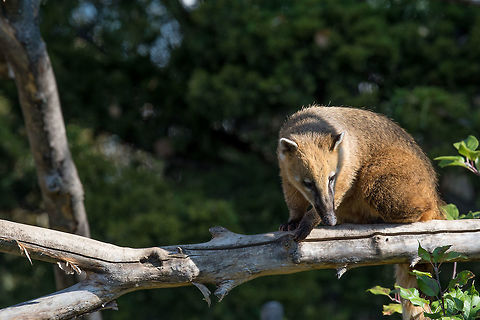 South American coati (Nasua) on tree branch South American coati (Nasua nasua), also known as the ring-tailed coati. Nasua nasua,South American Coati,adorable,america,american,animal,back,branch,brazil,brown,central,coati,cute,environment,eye,fauna,forest,fur,furry,green