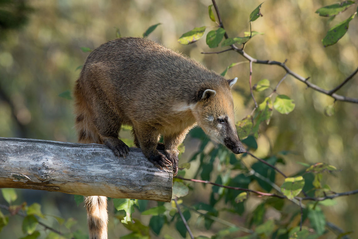 South American coati (Nasua) on tree branch South American coati (Nasua nasua), also known as the ring-tailed coati. Nasua nasua,South American Coati,adorable,america,american,animal,back,branch,brazil,brown,central,coati,cute,environment,eye,fauna,forest,fur,furry,green