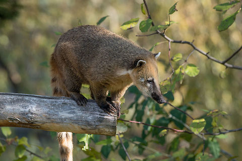 South American coati (Nasua) on tree branch South American coati (Nasua nasua), also known as the ring-tailed coati. Nasua nasua,South American Coati,adorable,america,american,animal,back,branch,brazil,brown,central,coati,cute,environment,eye,fauna,forest,fur,furry,green