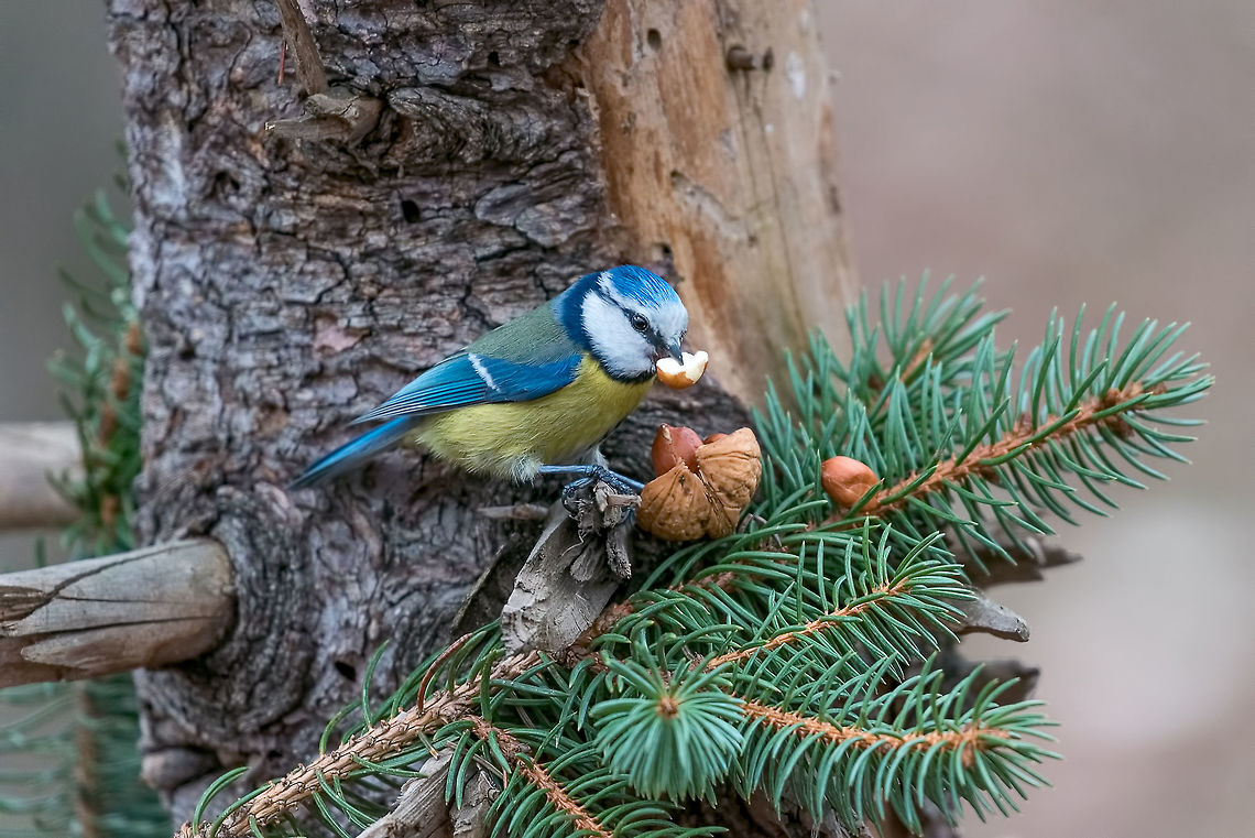 Eurasian blue tit (Cyanistes caeruleus or Parus caeruleus) sitti Blue tit (Parus caeruleus)sitting on a tree trunk with a nut in its beak Air,Cyanistes caeruleus,Eurasian blue tit,adorable,alone,animal,beak,beautiful,bird,blue,branch,cold,colorful,cute,environment,european,fauna,feather,food,freezing