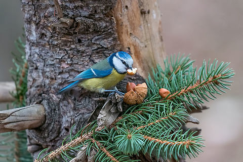 Eurasian blue tit (Cyanistes caeruleus or Parus caeruleus) sitti Blue tit (Parus caeruleus)sitting on a tree trunk with a nut in its beak Air,Cyanistes caeruleus,Eurasian blue tit,adorable,alone,animal,beak,beautiful,bird,blue,branch,cold,colorful,cute,environment,european,fauna,feather,food,freezing