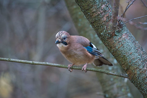 Closeup of a beautiful Eurasian Jay with bright colorful feather Portrait of standing Eurasian Jay - Garrulus glandarius. Bird in the crow family   Eurasian Jay,Garrulus,Garrulus glandarius,Geotagged,Glandarius,Greece,Jay,animal,beak,beautiful,bird,branch,bright,closeup,colorful,countryside,feathers,foliage,forest,green