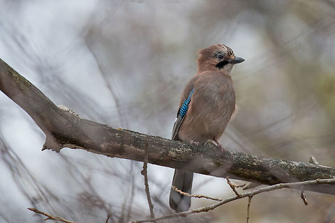 Closeup of a beautiful Eurasian Jay with bright colorful feather Portrait of standing Eurasian Jay - Garrulus glandarius. Bird in the crow family   Eurasian Jay,Garrulus,Garrulus glandarius,Glandarius,Greece,Jay,animal,beak,beautiful,bird,branch,bright,closeup,colorful,countryside,feathers,foliage,forest,green,landscape