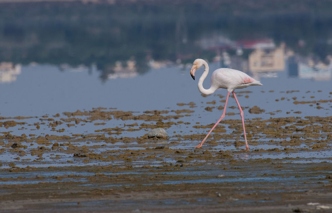 Greater flamingo at Larnaca Salt-lake shore in the island of Cyp The greater flamingo Phoenicopterus roseus is the most widespread species of the flamingo family. It is found in Africa, on the Indian subcontinent, in the Middle East and southern Europe Cyprus,Greater flamingo,Phoenicopterus roseus,adventure,animal,avian,background,beak,beautiful,beauty,big,bird,black,colorful,environment,exotic,feather,flamingo,flight,forest
