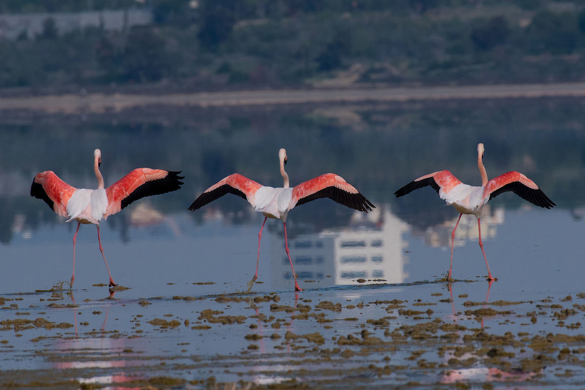 Greater flamingo at Larnaca Salt-lake shore in the island of Cyp The greater flamingo Phoenicopterus roseus is the most widespread species of the flamingo family. It is found in Africa, on the Indian subcontinent, in the Middle East and southern Europe Cyprus,Greater flamingo,Phoenicopterus roseus,adventure,animal,avian,background,beak,beautiful,beauty,big,bird,black,colorful,environment,exotic,feather,flamingo,flight,forest