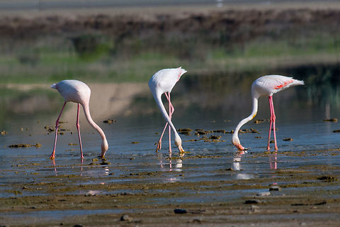 Greater flamingo at Larnaca Salt-lake shore in the island of Cyp The greater flamingo Phoenicopterus roseus is the most widespread species of the flamingo family. It is found in Africa, on the Indian subcontinent, in the Middle East and southern Europe Cyprus,Geotagged,Greater flamingo,Phoenicopterus roseus,adventure,animal,avian,background,beak,beautiful,beauty,big,bird,black,colorful,environment,exotic,feather,flamingo,flight