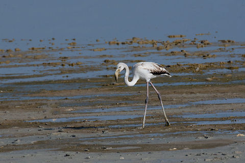 Greater flamingo at Larnaca Salt-lake shore in the island of Cyp The greater flamingo Phoenicopterus roseus is the most widespread species of the flamingo family. It is found in Africa, on the Indian subcontinent, in the Middle East and southern Europe Cyprus,Geotagged,Greater flamingo,Phoenicopterus roseus,adventure,animal,avian,background,beak,beautiful,beauty,big,bird,black,colorful,environment,exotic,feather,flamingo,flight