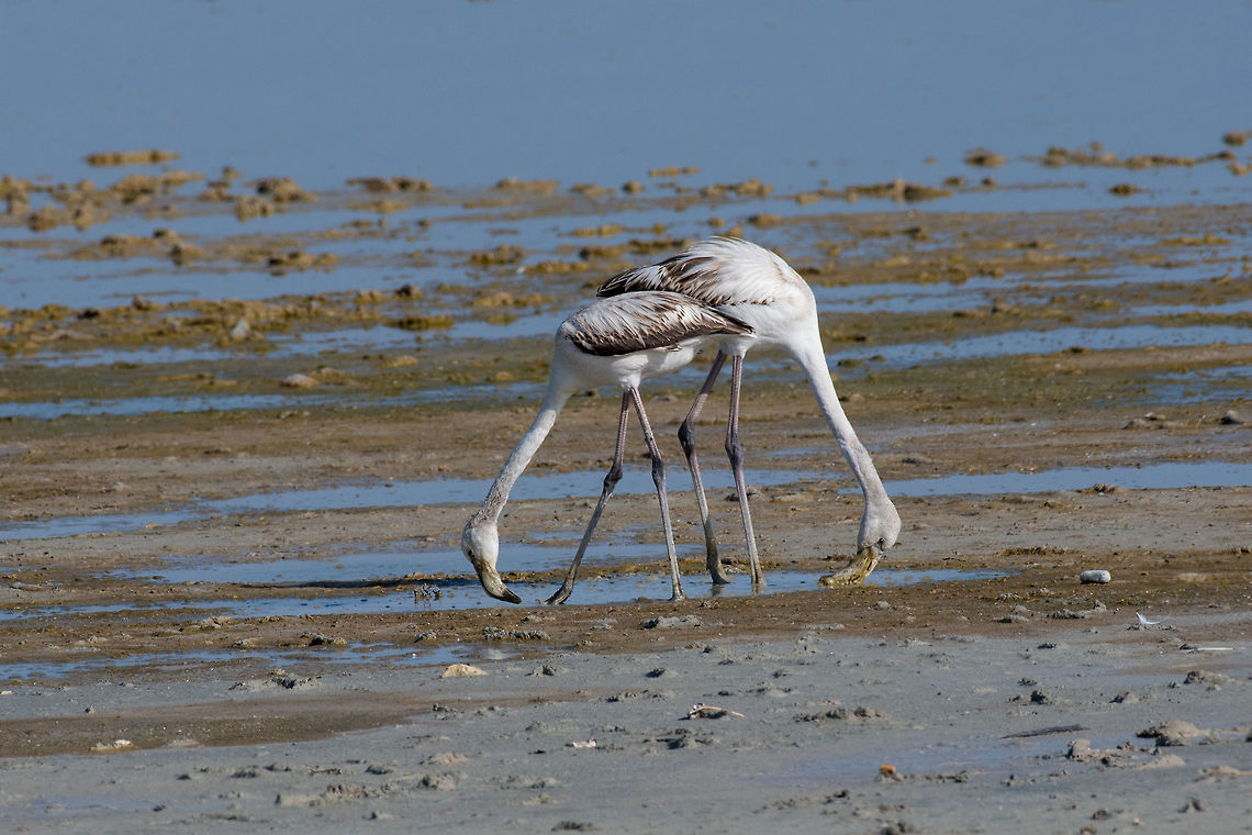 Greater flamingo at Larnaca Salt-lake shore in the island of Cyp The greater flamingo Phoenicopterus roseus is the most widespread species of the flamingo family. It is found in Africa, on the Indian subcontinent, in the Middle East and southern Europe Cyprus,Geotagged,Greater flamingo,Phoenicopterus roseus,adventure,animal,avian,background,beak,beautiful,beauty,big,bird,black,colorful,environment,exotic,feather,flamingo,flight