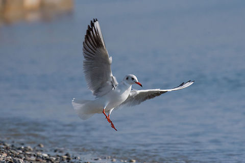 Seagulls are flying in sky over the sea Flying seagull on a background of blue sky Black-headed gull,Chroicocephalus,Chroicocephalus ridibundus,Cyprus,Geotagged,background,bird,birdlife,black,blue,burred,camera,close,copy,fanned,feathers,flight,flying,gull,head
