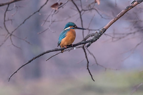 Common Kingfisher ( Alcedo atthis ) sitting on a branch The common kingfisher (Alcedo atthis) also known as the Eurasian kingfisher and river kingfisher sitting on branch Alcedo atthis,Bulgaria,Common Kingfisher,alcedo,alone,asia,atthis,aves,background,beak,biology,bird,blue,branch,bright,clear,closeup,colorful,common,coraciiformes