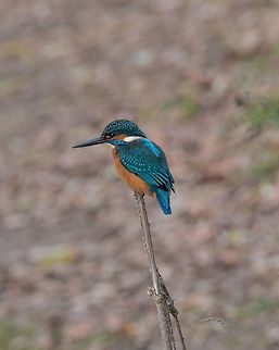Common Kingfisher ( Alcedo atthis ) sitting on a branch The common kingfisher (Alcedo atthis) also known as the Eurasian kingfisher and river kingfisher sitting on branch Alcedo atthis,Bulgaria,Common Kingfisher,Geotagged,alcedo,alone,asia,atthis,aves,background,beak,biology,bird,blue,branch,bright,clear,closeup,colorful,common
