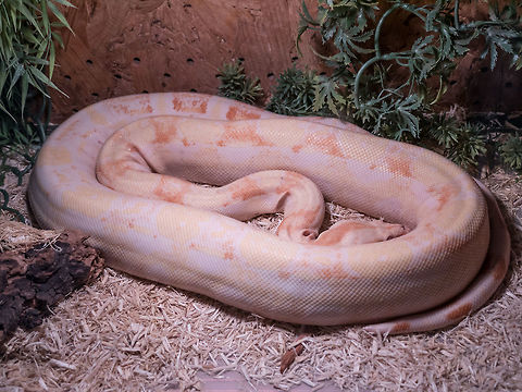 Common Sand Boa ( Eryx conicus Schneider, 1801 ) Common Sand Boa ( Eryx conicus ).Albino form Caught,Common,Gongylophis conicus,Russell's boa,aggression,aggressive,albino,animal,background,beautiful,beauty,blue,boa,closeup,cute,dangerous,day,detail,endangered,epicrates