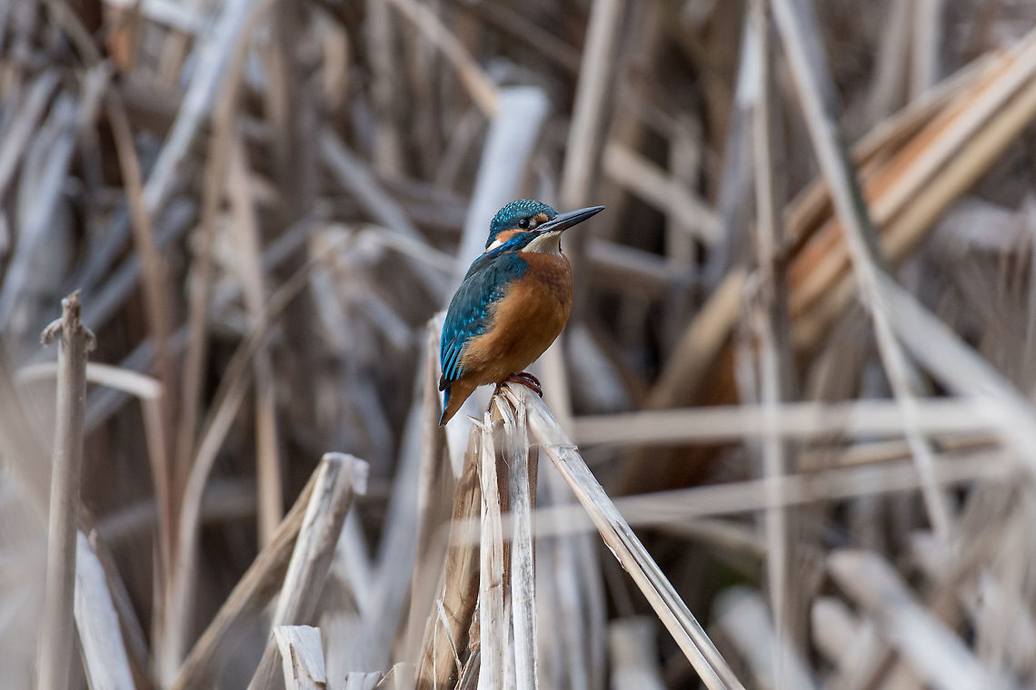 Common Kingfisher ( Alcedo atthis ) sitting on a branch The common kingfisher (Alcedo atthis) also known as the Eurasian kingfisher and river kingfisher sitting on branch Alcedo atthis,Bulgaria,Common Kingfisher,alcedo,alone,asia,atthis,aves,background,beak,biology,bird,blue,branch,bright,clear,closeup,colorful,common,coraciiformes