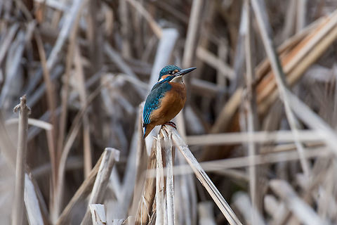 Common Kingfisher ( Alcedo atthis ) sitting on a branch The common kingfisher (Alcedo atthis) also known as the Eurasian kingfisher and river kingfisher sitting on branch Alcedo atthis,Bulgaria,Common Kingfisher,alcedo,alone,asia,atthis,aves,background,beak,biology,bird,blue,branch,bright,clear,closeup,colorful,common,coraciiformes