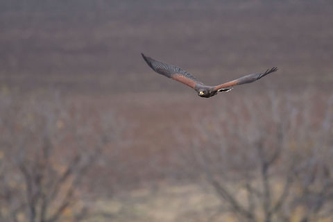 A Harris's Hawk which is a bird of prey and used in falconry is  The Harris's hawk , Parabuteo unicinctus, formerly known as the bay-winged hawk or dusky hawk, is a medium-large bird of prey Bulgaria,Geotagged,Harriss hawk,Hunting,Parabuteo unicinctus,animal,avian,beak,beautiful,bird,brown,catch,close,eagle,europe,eye,feather,feathered,grass,green