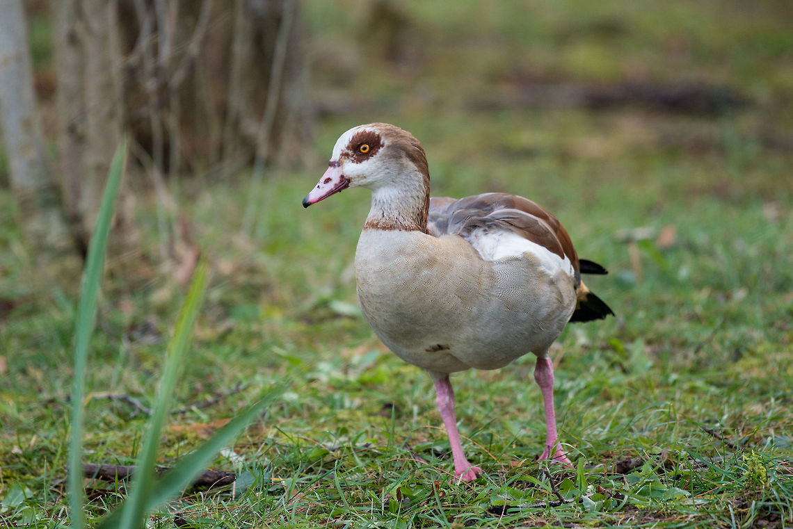 Close up of a Egyptian Goose (Alopochen aegyptiaca) Egyptian goose (Alopochen aegyptiaca)  standing on green grass Alopochen aegyptiacus,Egyptian Goose,United Kingdom,adult,african,alive,animal,aquatic,avian,background,beak,beautiful,bird,colorful,conservation,daytime,ecology,egyptian,eye,fauna