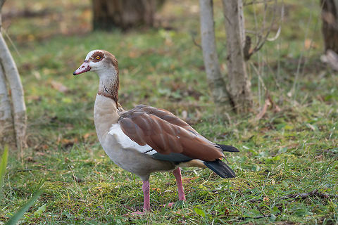 Close up of a Egyptian Goose (Alopochen aegyptiaca) Egyptian goose (Alopochen aegyptiaca)  standing on green grass Alopochen aegyptiacus,Egyptian Goose,United Kingdom,adult,african,alive,animal,aquatic,avian,background,beak,beautiful,bird,colorful,conservation,daytime,ecology,egyptian,eye,fauna